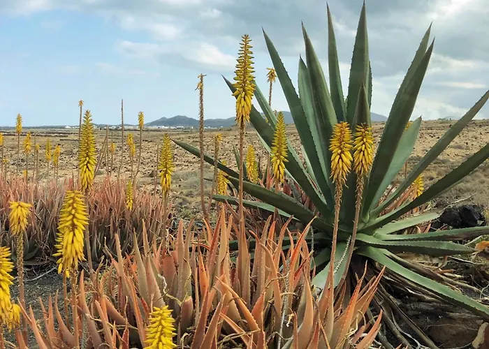 Villa Playa Marina Eco Arrieta (Lanzarote)