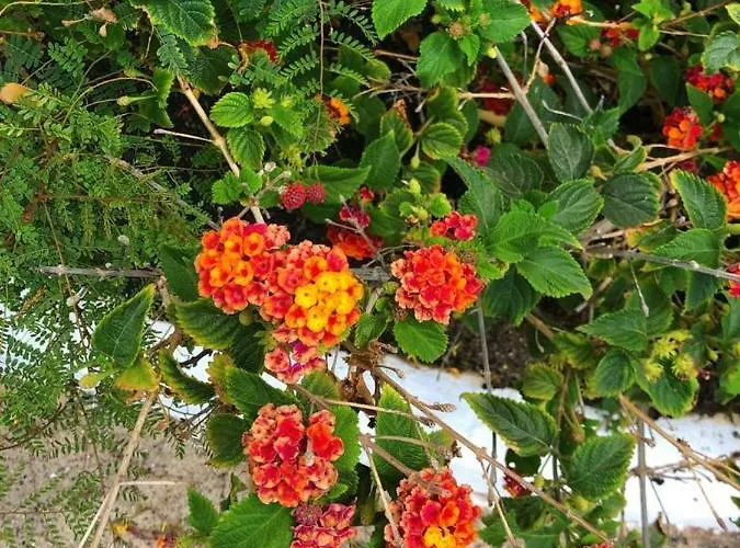 Playa Marina Eco Villa *