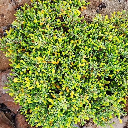 Playa Marina Eco 别墅 *