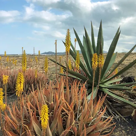 别墅 Playa Marina Eco 阿列塔