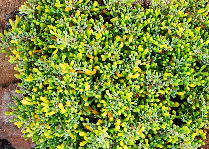 Playa Marina Eco Vila *